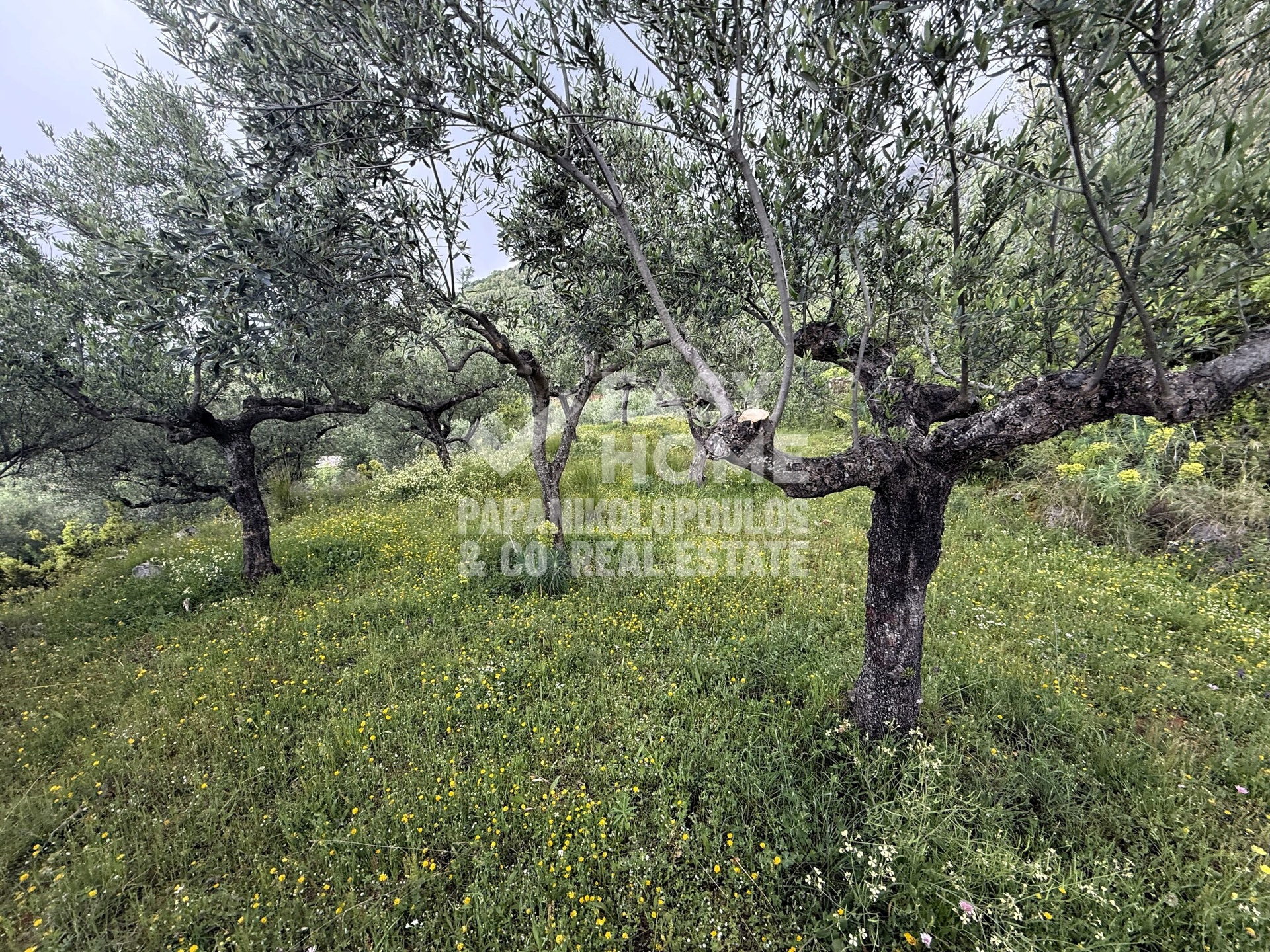 Οικόπεδο – 2463 τ.μ. – Εξωχώρι – Λεύκτρος