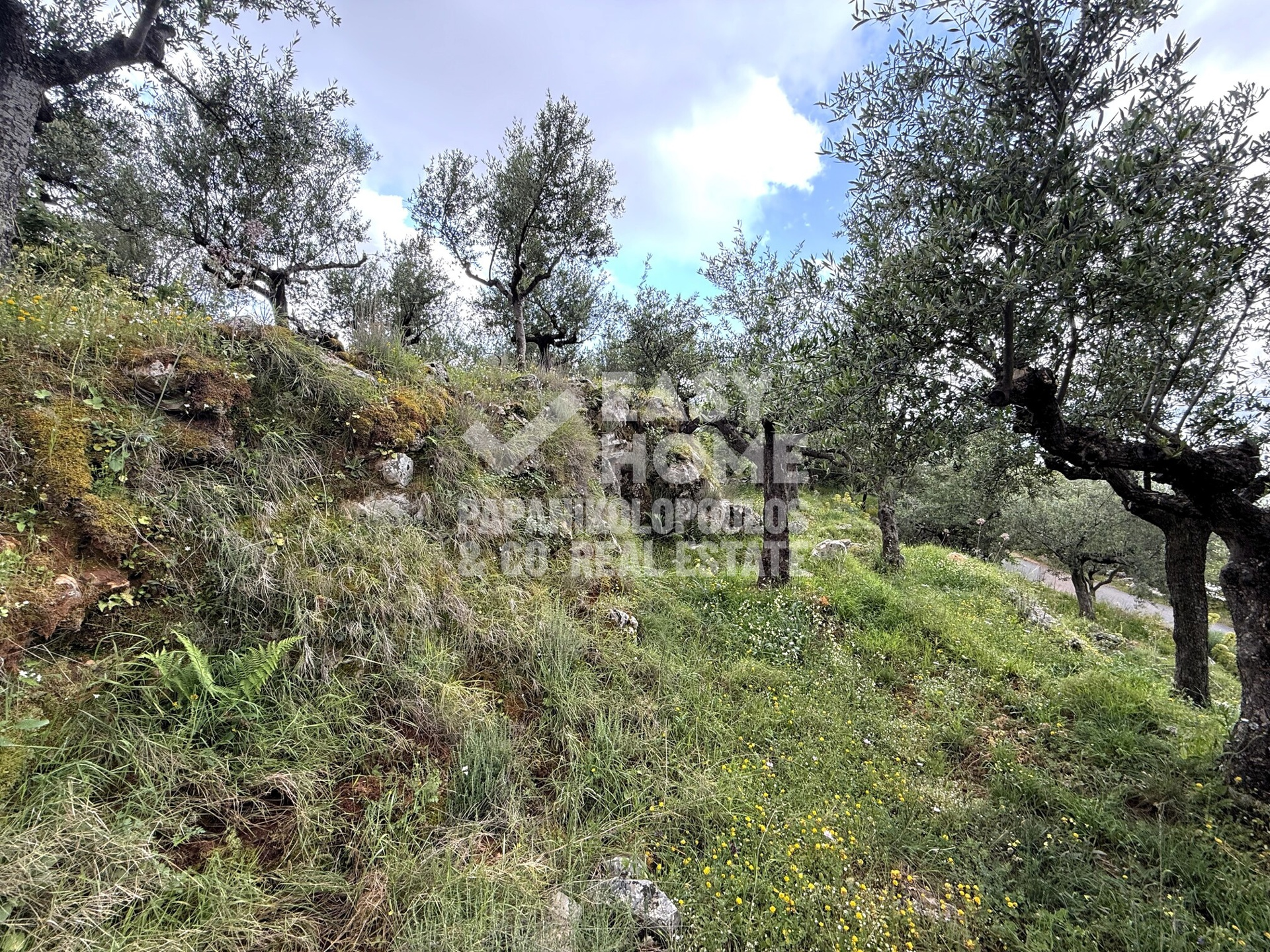Οικόπεδο – 2463 τ.μ. – Εξωχώρι – Λεύκτρος