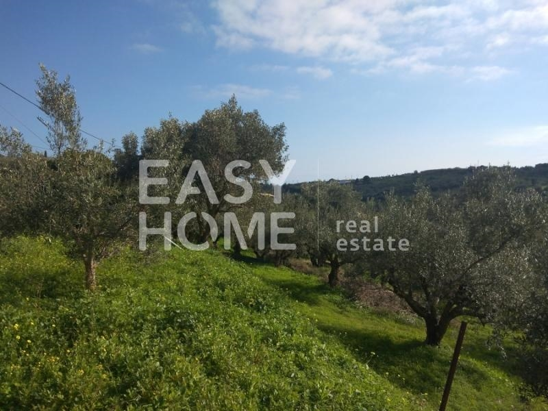 800