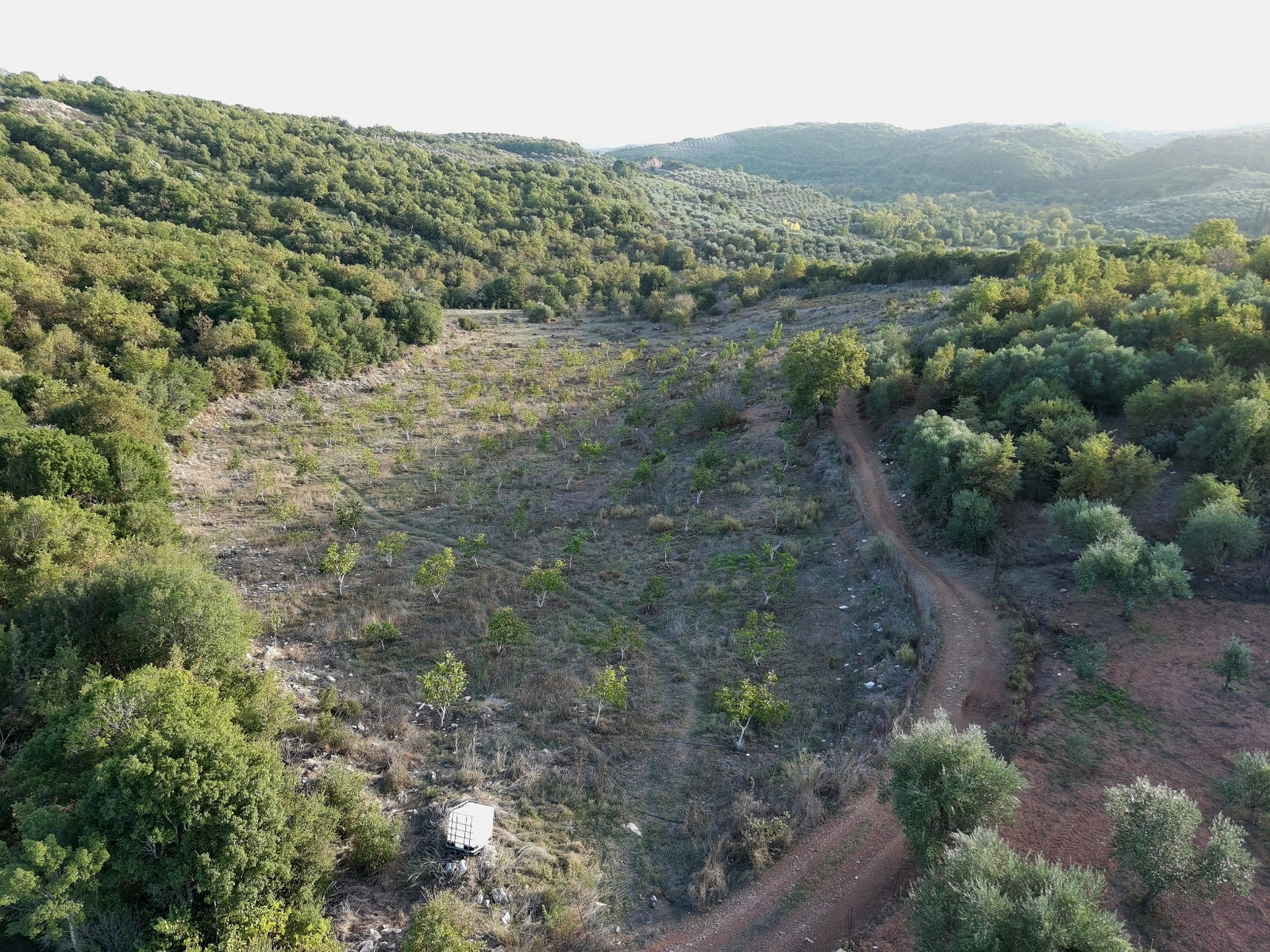 agricultural-land-access-road-aristomenis-id637415.jpg Land Plot – 21500 m² – Choreftra – Aristomenis