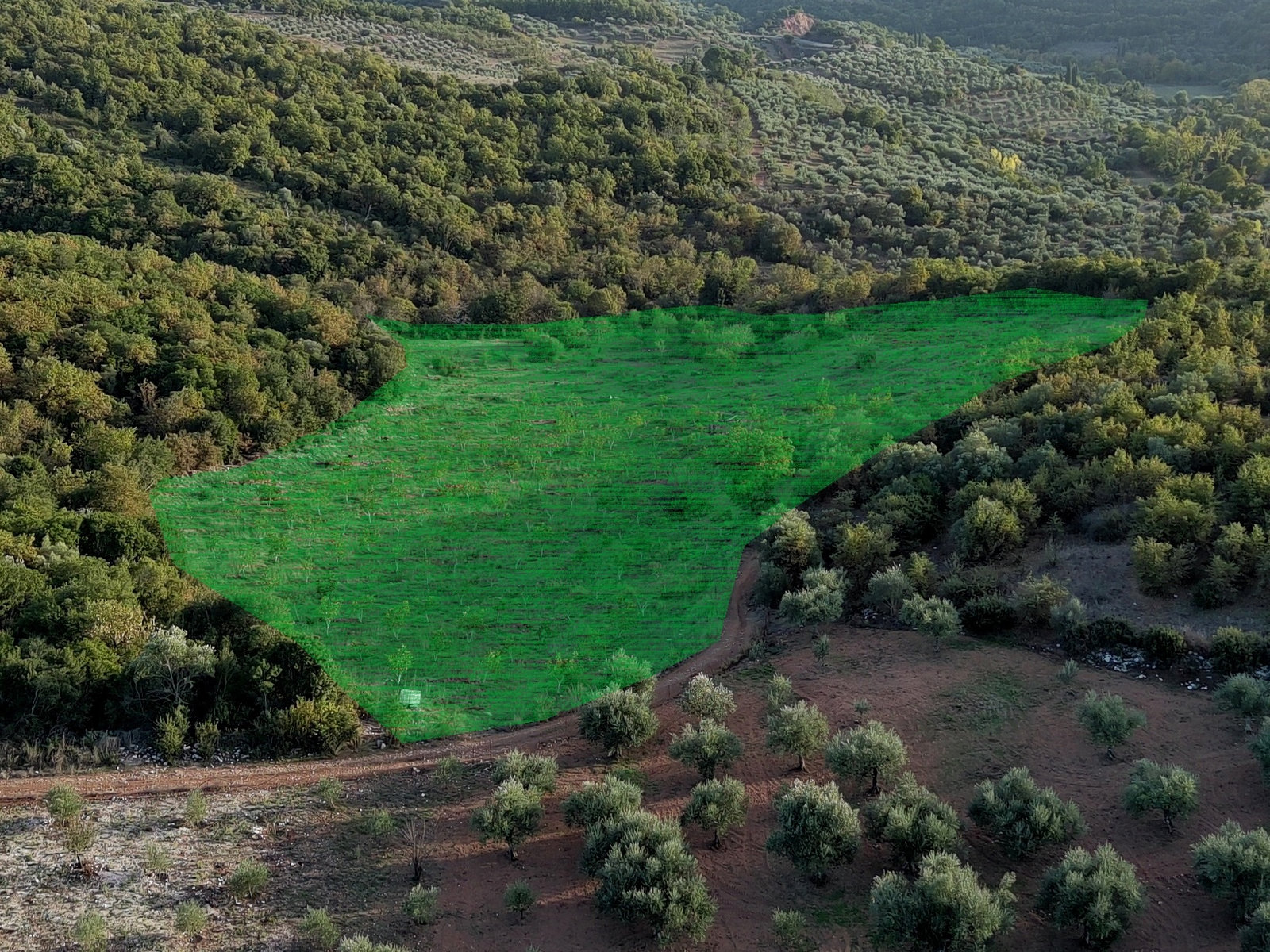 marked-walnut-grove-plot-chorevtra-aristomenis-id1994977.jpg Parcel – 21500 m² – Choreftra – Aristomenis