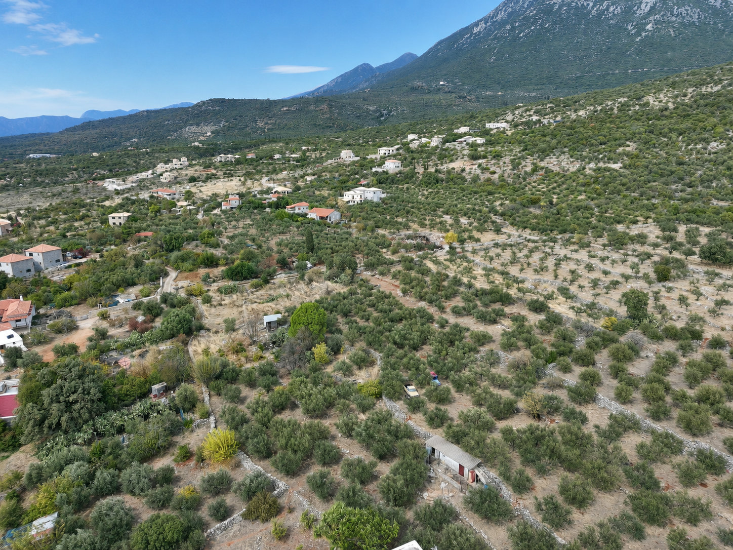 mountain-view-olive-grove-neochori-id1283773.jpg Οικόπεδο – 3040 τ.μ. – Νεοχώρι – Λεύκτρος