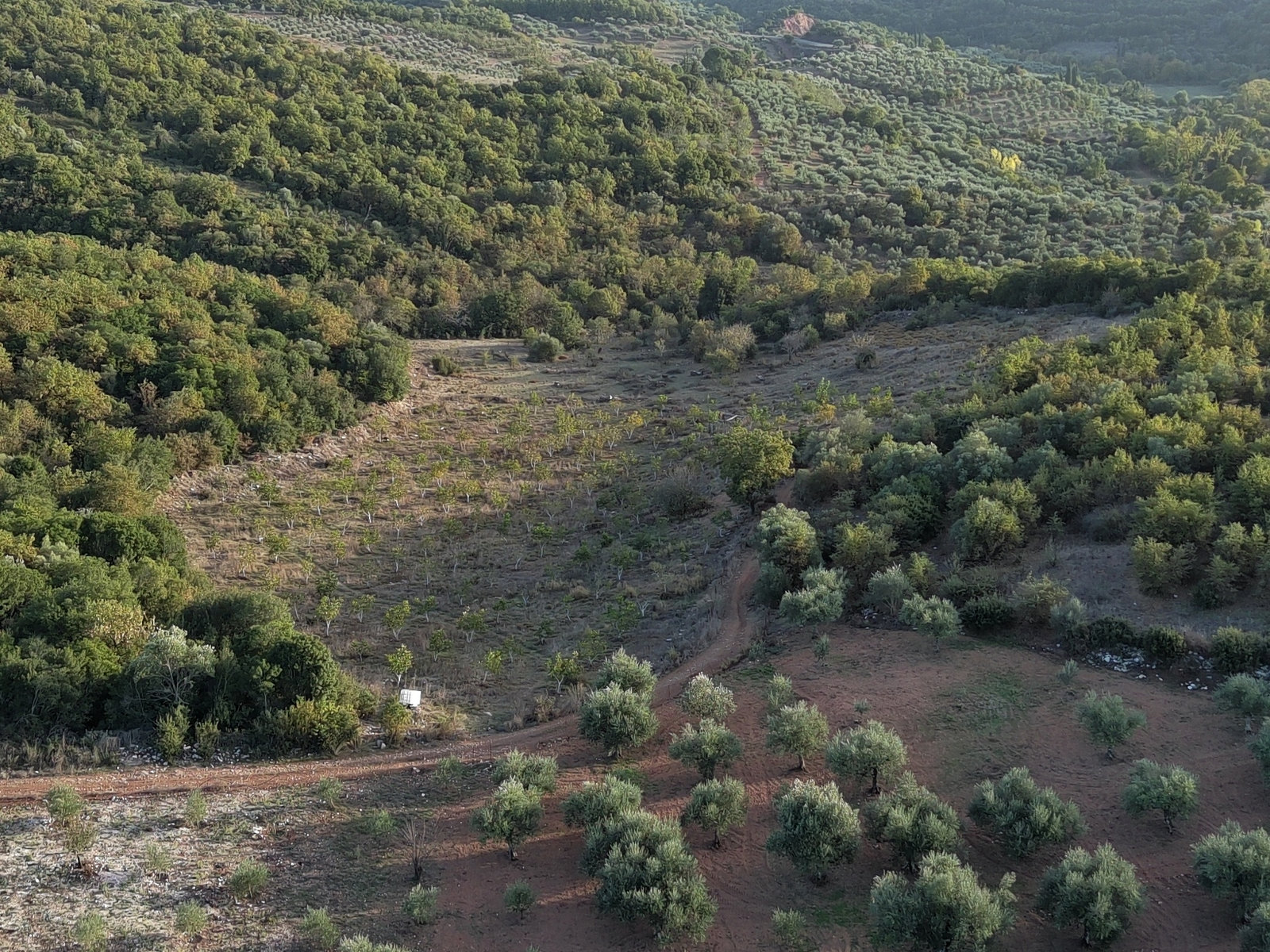 walnut-orchard-rural-landscape-messinia-id637415.jpg Land Plot – 21500 m² – Choreftra – Aristomenis