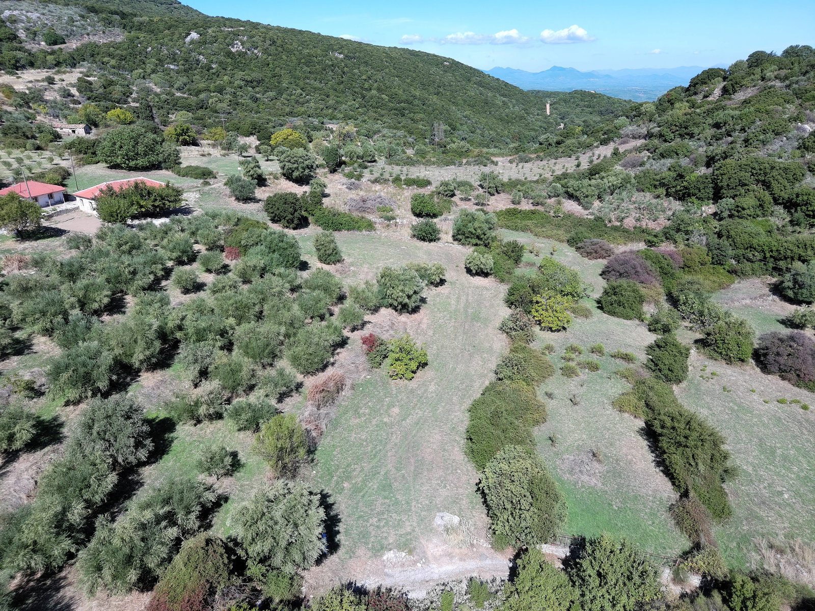 Οικόπεδο με ελαιόδασος στο Μαθία, Μεσσηνία